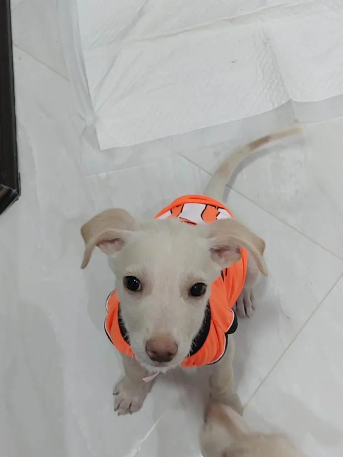 Cachorro ra a SRD-ViraLata idade 2 a 6 meses nome Duquesa / belinha