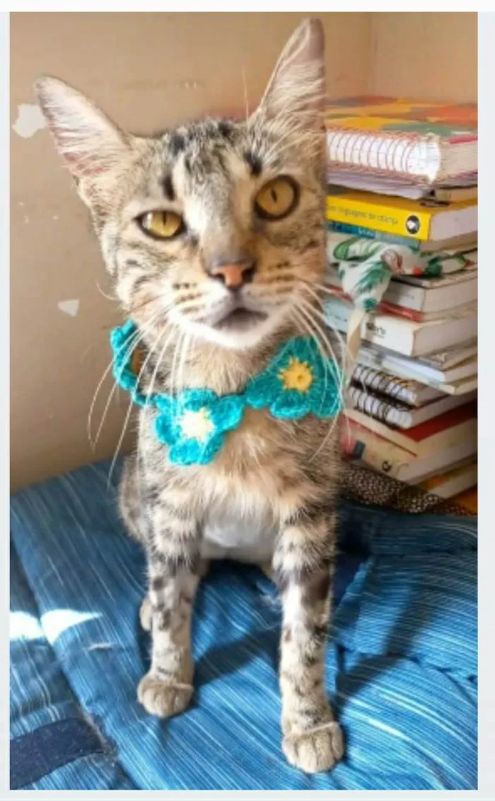 Gato ra a srd tigradinha  idade 7 a 11 meses nome NINA