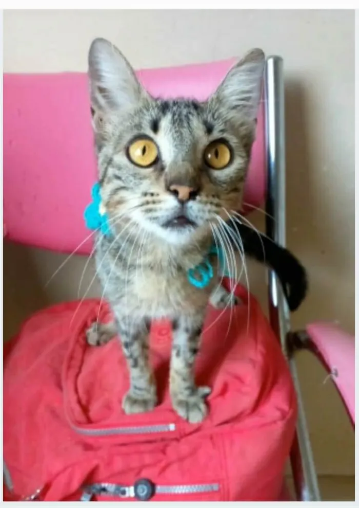 Gato ra a srd tigradinha  idade 7 a 11 meses nome NINA