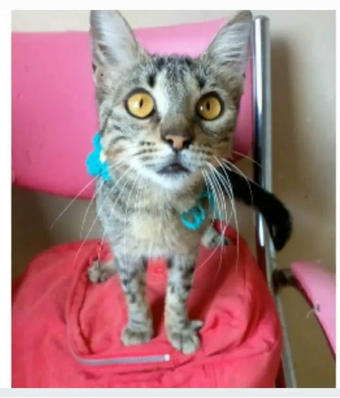 Gato ra a srd tigradinha  idade 7 a 11 meses nome NINA