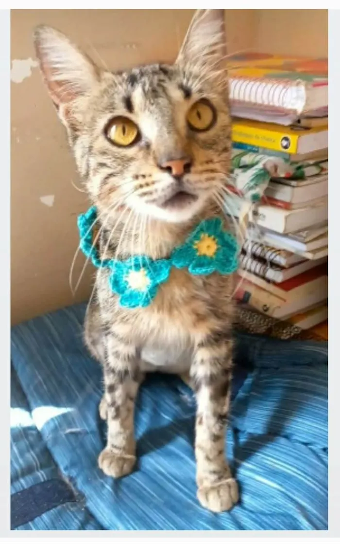 Gato ra a srd tigradinha  idade 7 a 11 meses nome NINA