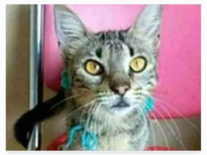 Gato ra a srd tigradinha  idade 7 a 11 meses nome NINA