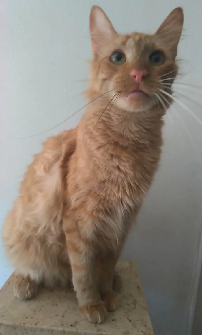 Gato ra a SRD-ViraLata idade 2 anos nome Ben