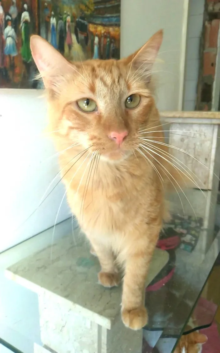 Gato ra a SRD-ViraLata idade 2 anos nome Ben