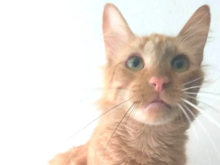 Gato ra a SRD-ViraLata idade 2 anos nome Ben