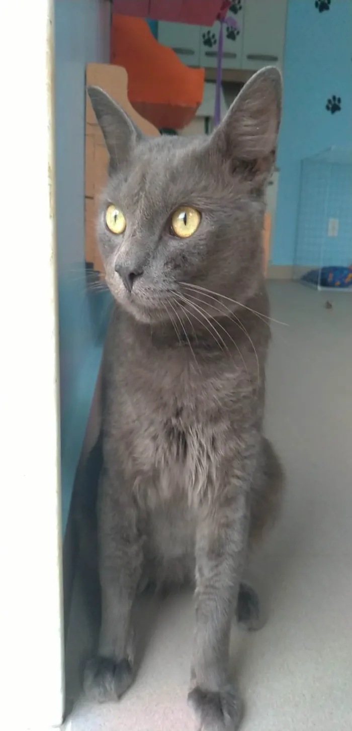 Gato ra a SRD-ViraLata idade 1 ano nome Tito