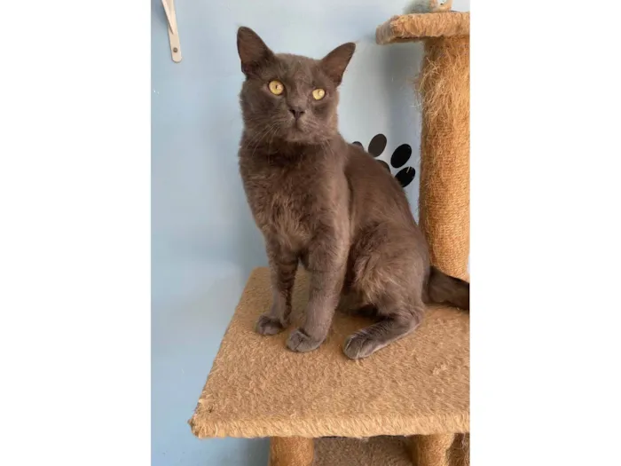 Gato ra a SRD-ViraLata idade 1 ano nome Tito