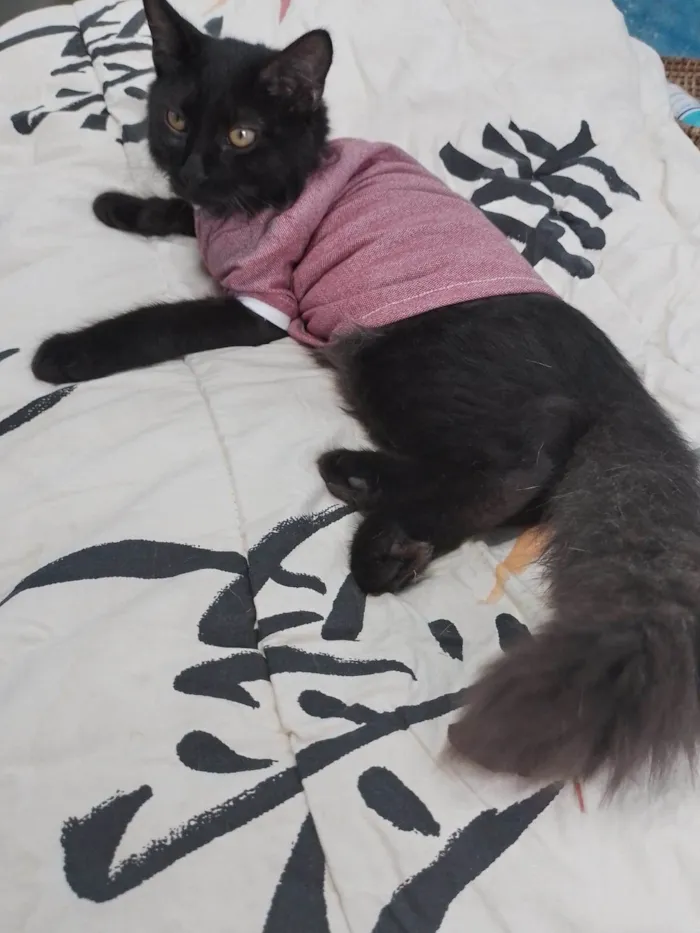 Gato ra a SEM RAÇA DEFINIDA.  idade 2 a 6 meses nome Bebezinho.