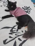 Bebezinho.