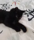 Bebezinho.