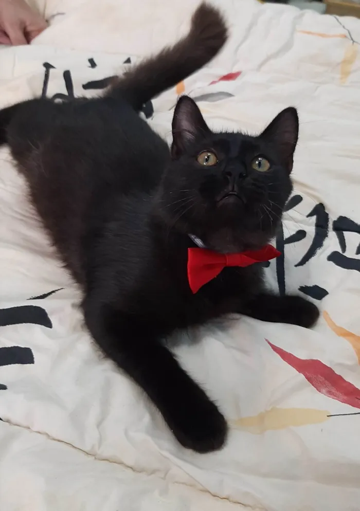 Gato ra a SEM RAÇA DEFINIDA.  idade 2 a 6 meses nome Bebezinho.