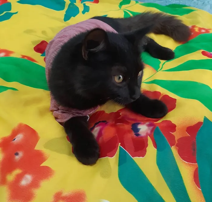 Gato ra a SEM RAÇA DEFINIDA.  idade 2 a 6 meses nome Bebezinho.