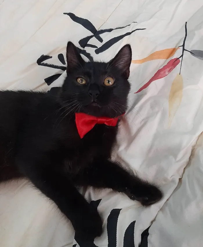 Gato ra a SEM RAÇA DEFINIDA.  idade 2 a 6 meses nome Bebezinho.