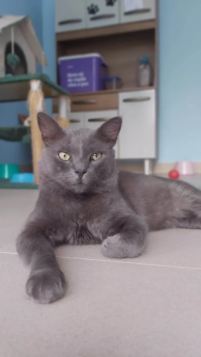 Gato ra a SRD-ViraLata idade 1 ano nome Tito