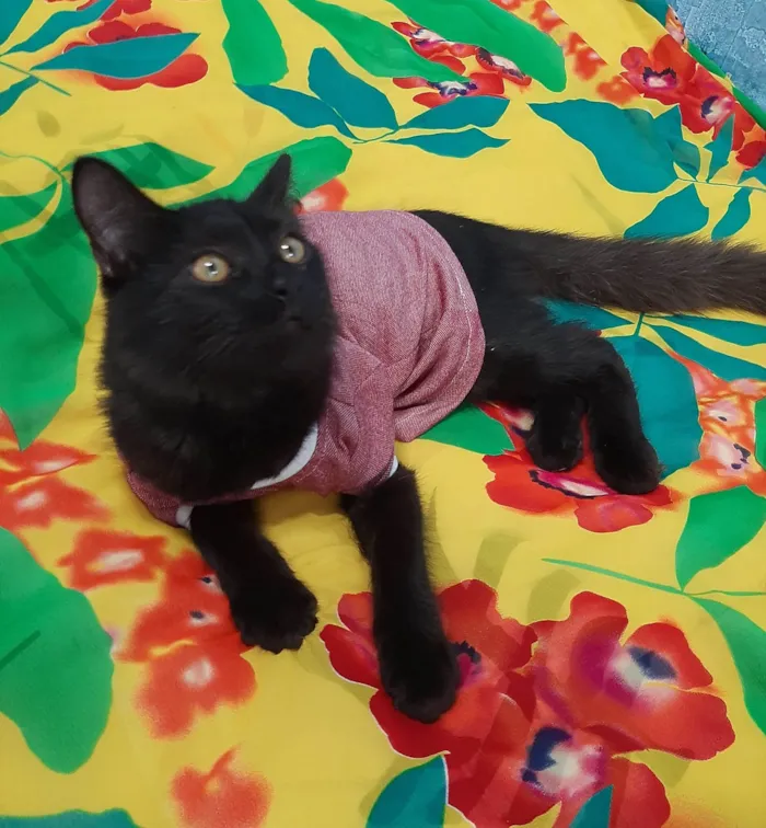 Gato ra a SEM RAÇA DEFINIDA.  idade 2 a 6 meses nome Bebezinho.
