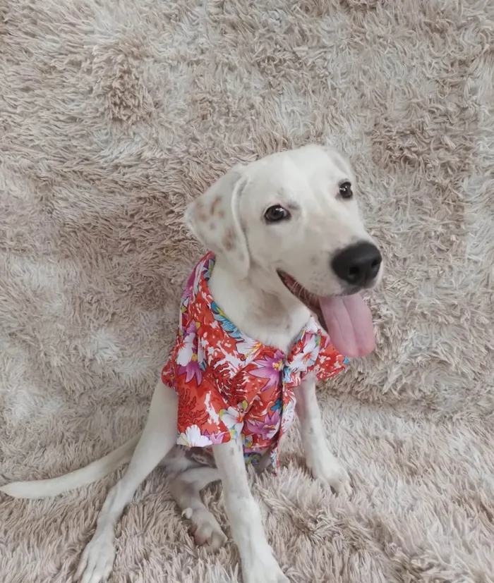 Cachorro ra a SRD-ViraLata idade 2 a 6 meses nome Toby