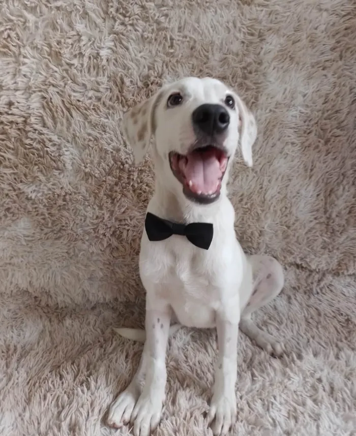 Cachorro ra a SRD-ViraLata idade 2 a 6 meses nome Toby