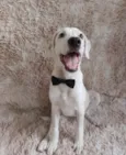 Toby