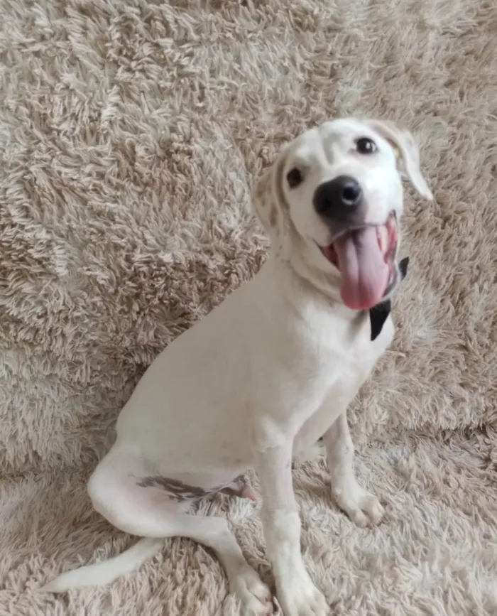 Cachorro ra a SRD-ViraLata idade 2 a 6 meses nome Toby