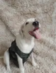 Toby