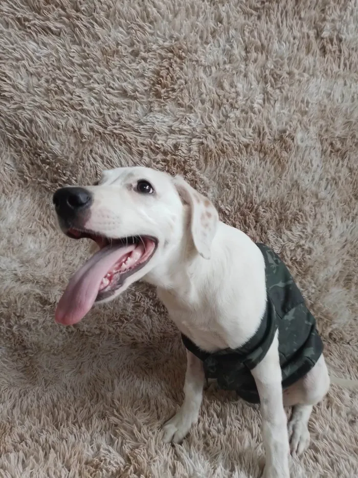 Cachorro ra a SRD-ViraLata idade 2 a 6 meses nome Toby