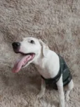 Toby