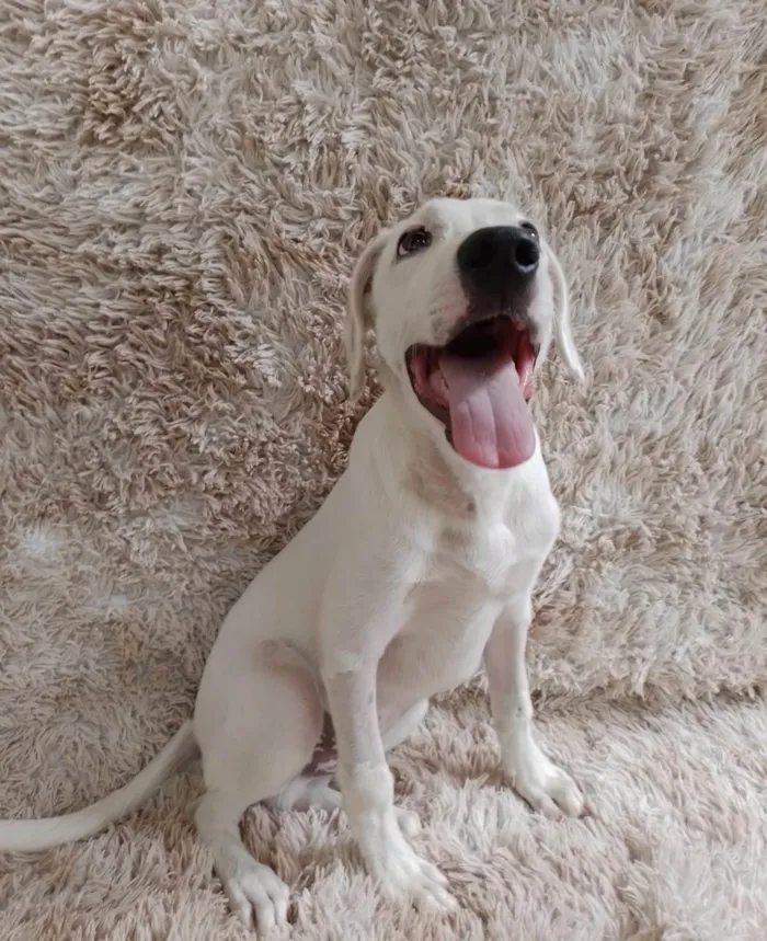 Cachorro ra a SRD-ViraLata idade 2 a 6 meses nome Toby
