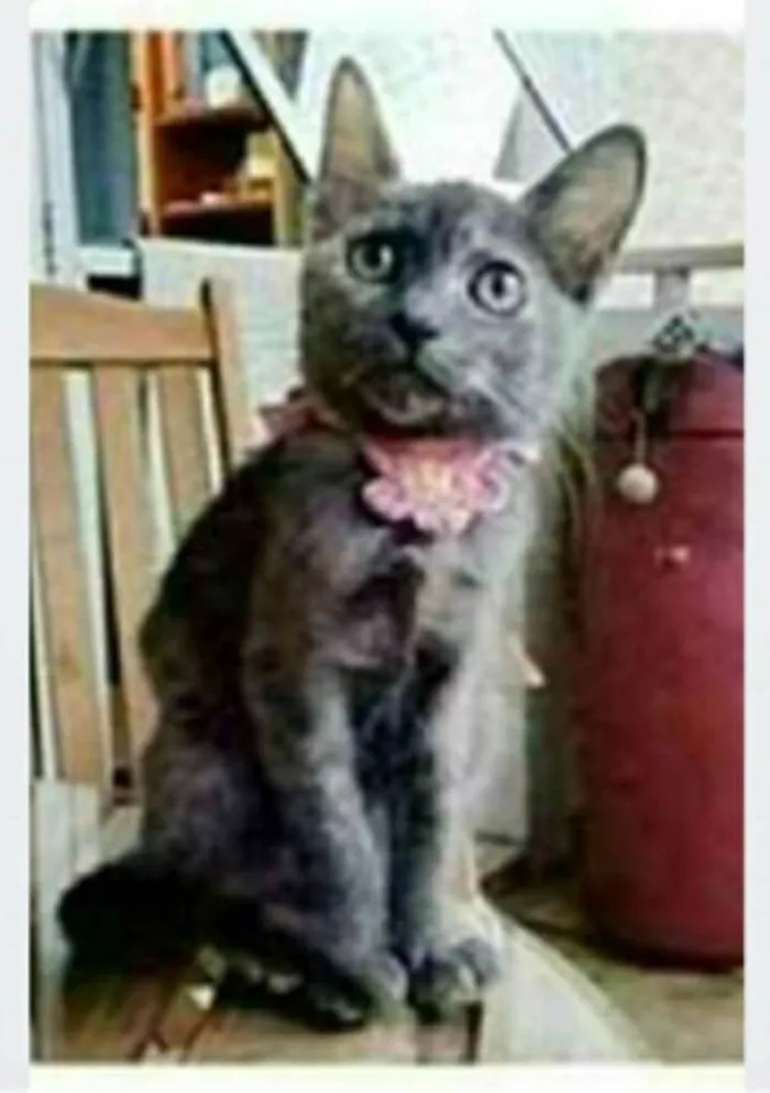 Gato ra a srd escaminha rosét  idade 7 a 11 meses nome MARIA
