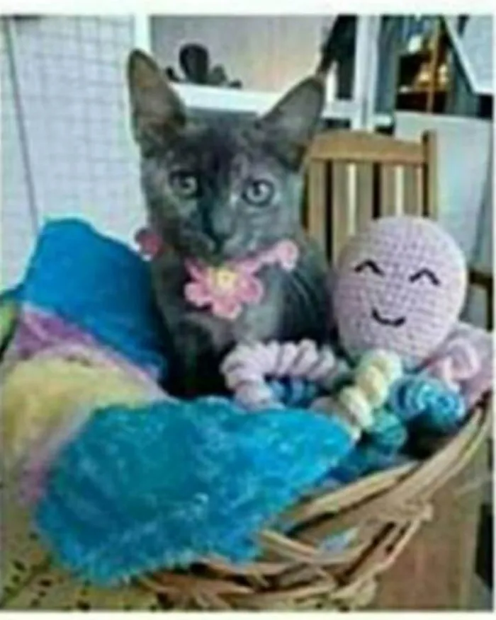 Gato ra a srd escaminha rosét  idade 7 a 11 meses nome MARIA