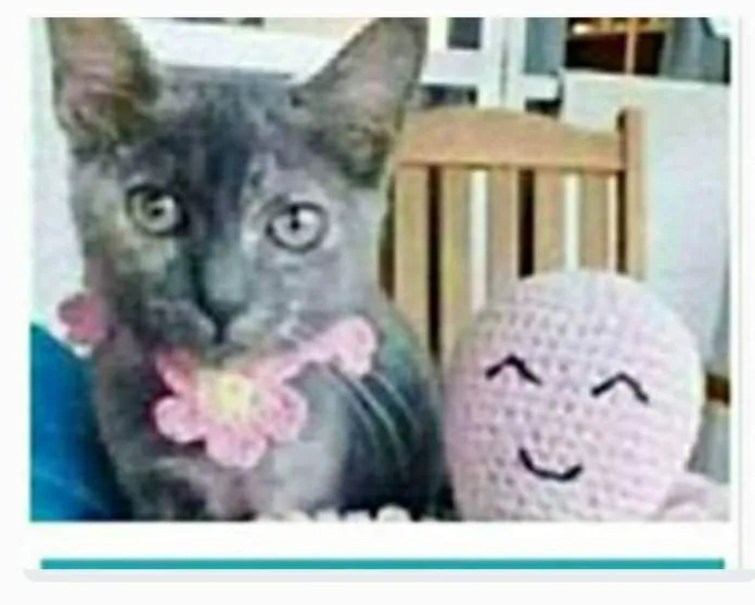 Gato ra a srd escaminha rosét  idade 7 a 11 meses nome MARIA