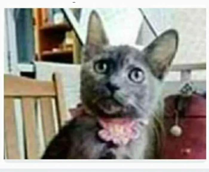 Gato ra a srd escaminha rosét  idade 7 a 11 meses nome MARIA
