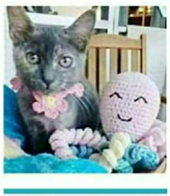 Gato ra a srd escaminha rosét  idade 7 a 11 meses nome MARIA