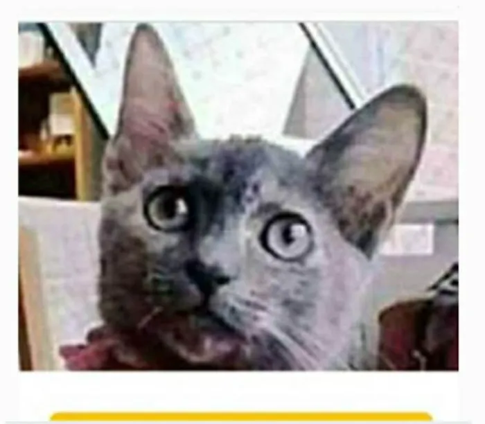 Gato ra a srd escaminha rosét  idade 7 a 11 meses nome MARIA