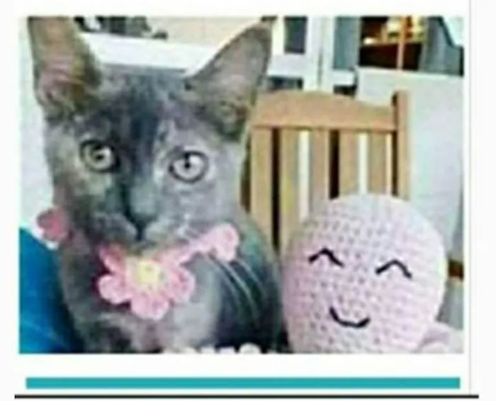 Gato ra a srd escaminha rosét  idade 7 a 11 meses nome MARIA