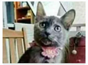 Gato raça srd escaminha rosét  idade 7 a 11 meses nome MARIA