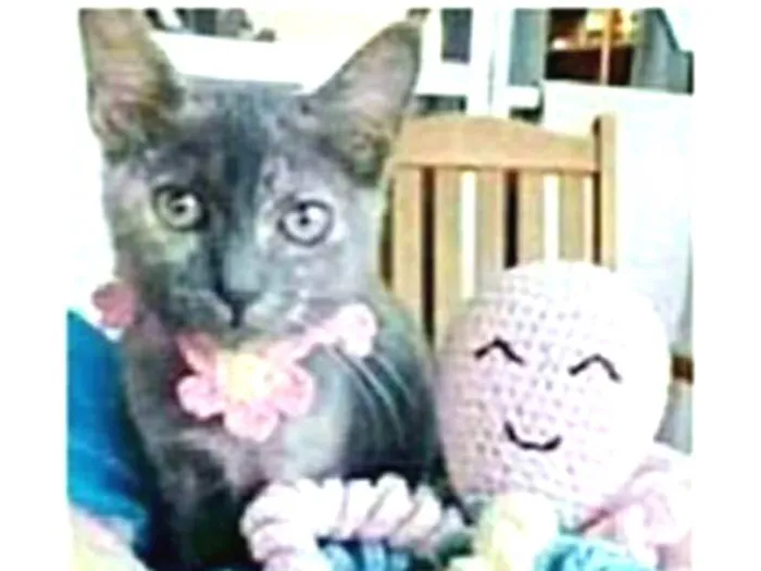 Gato ra a srd escaminha rosét  idade 7 a 11 meses nome MARIA