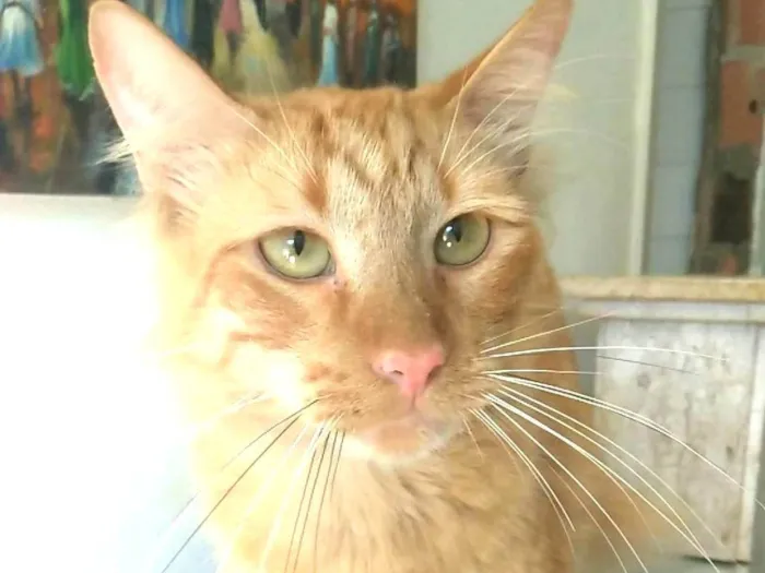 Gato ra a SRD-ViraLata idade 2 anos nome Ben
