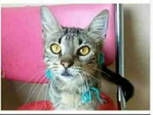 Gato raça srd tigradinha  idade 7 a 11 meses nome NINA