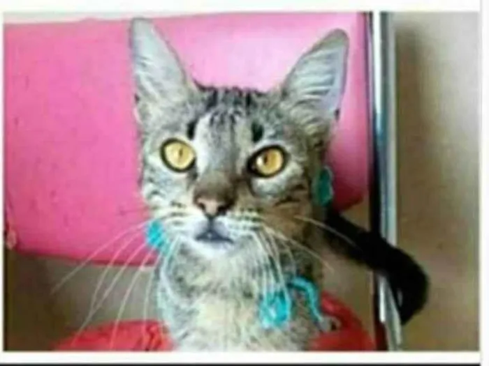 Gato ra a srd tigradinha  idade 7 a 11 meses nome NINA