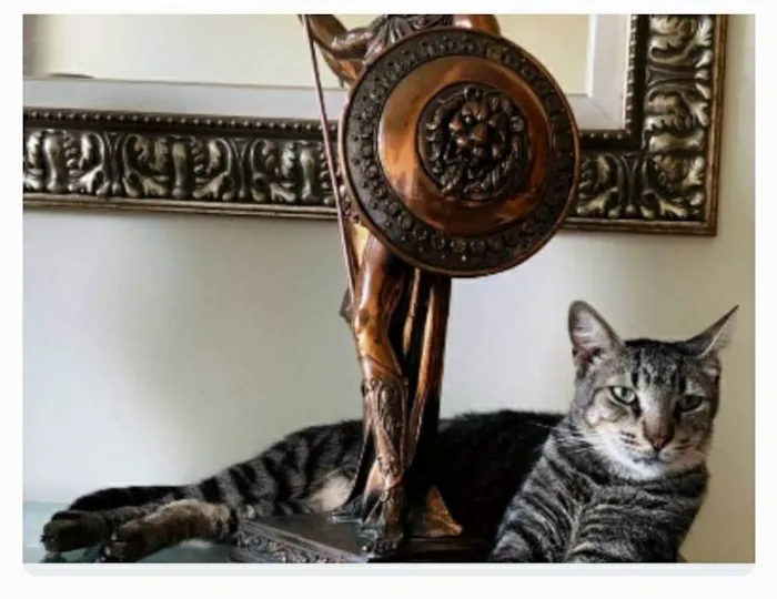Gato ra a srd tigradinho idade 2 a 6 meses nome TONNY