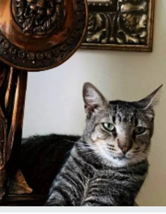 Gato ra a srd tigradinho idade 2 a 6 meses nome TONNY