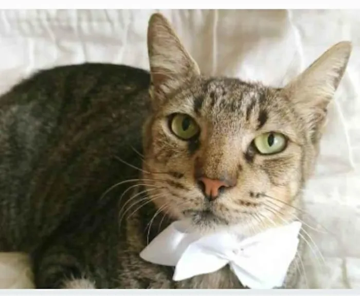 Gato ra a srd tigradinho idade 2 a 6 meses nome TONNY