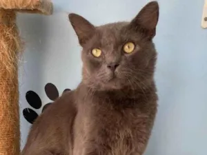 Gato raça SRD-ViraLata idade 1 ano nome Tito
