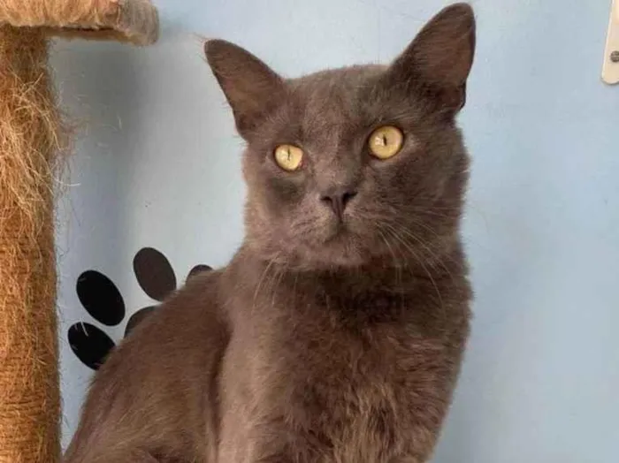 Gato ra a SRD-ViraLata idade 1 ano nome Tito