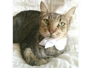Gato raça srd tigradinho idade 2 a 6 meses nome TONNY