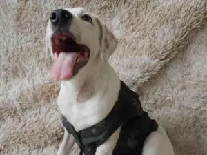 Cachorro raça SRD-ViraLata idade 2 a 6 meses nome Toby