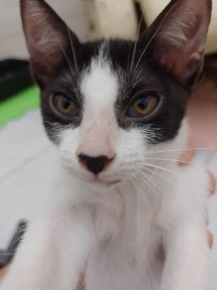 Gato raça SRD-ViraLata idade 2 a 6 meses nome Mel
