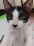 Mel