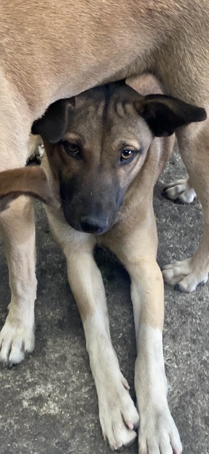 Cachorro ra a SRD-ViraLata idade 1 ano nome Pitoquinha 