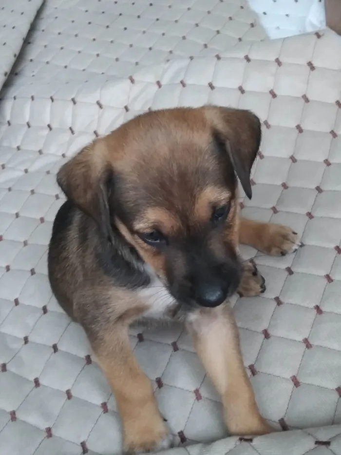 Cachorro ra a SRD-ViraLata idade 2 a 6 meses nome Theo